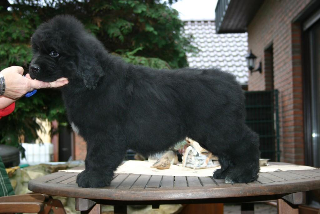 Neufundlnderpuppy pink