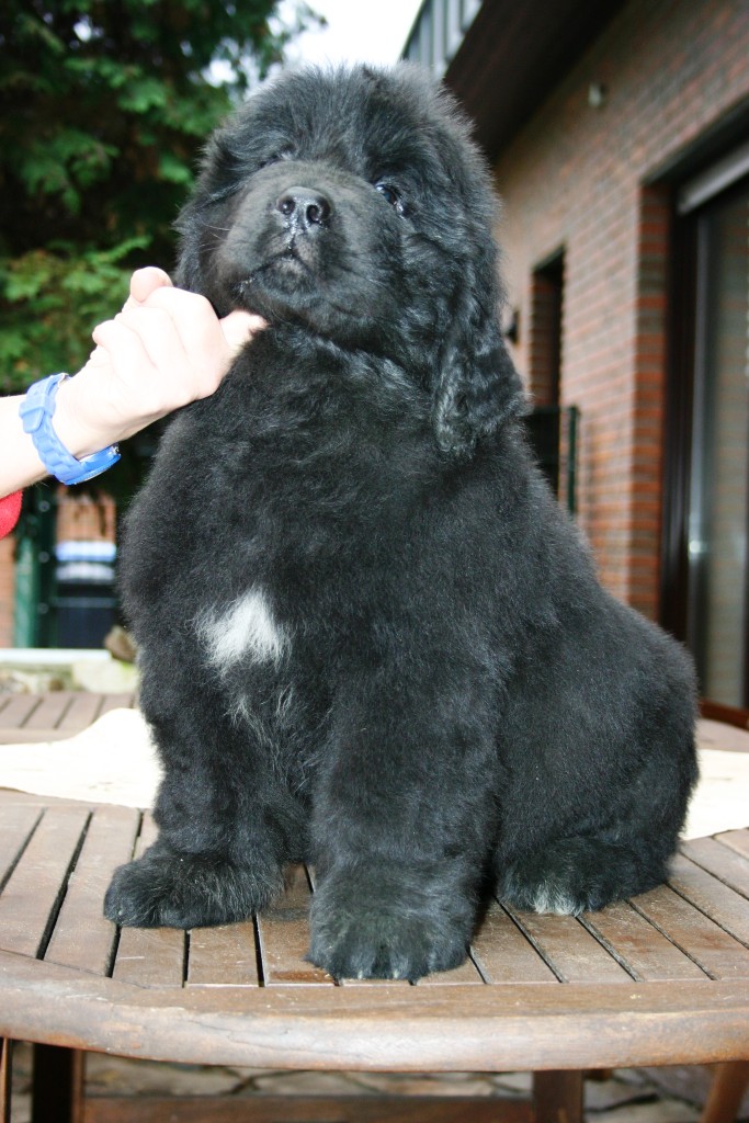 Neufundlnderpuppy pink