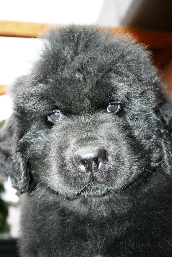Neufundlnderpuppy schwarz