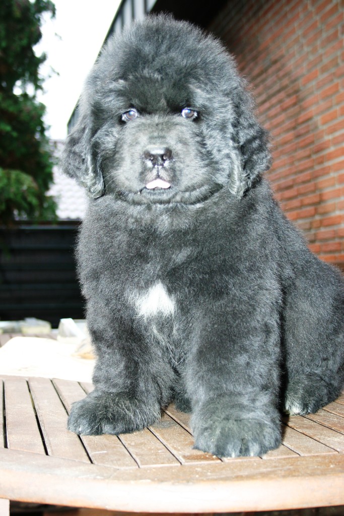 Neufundlnderpuppy pink