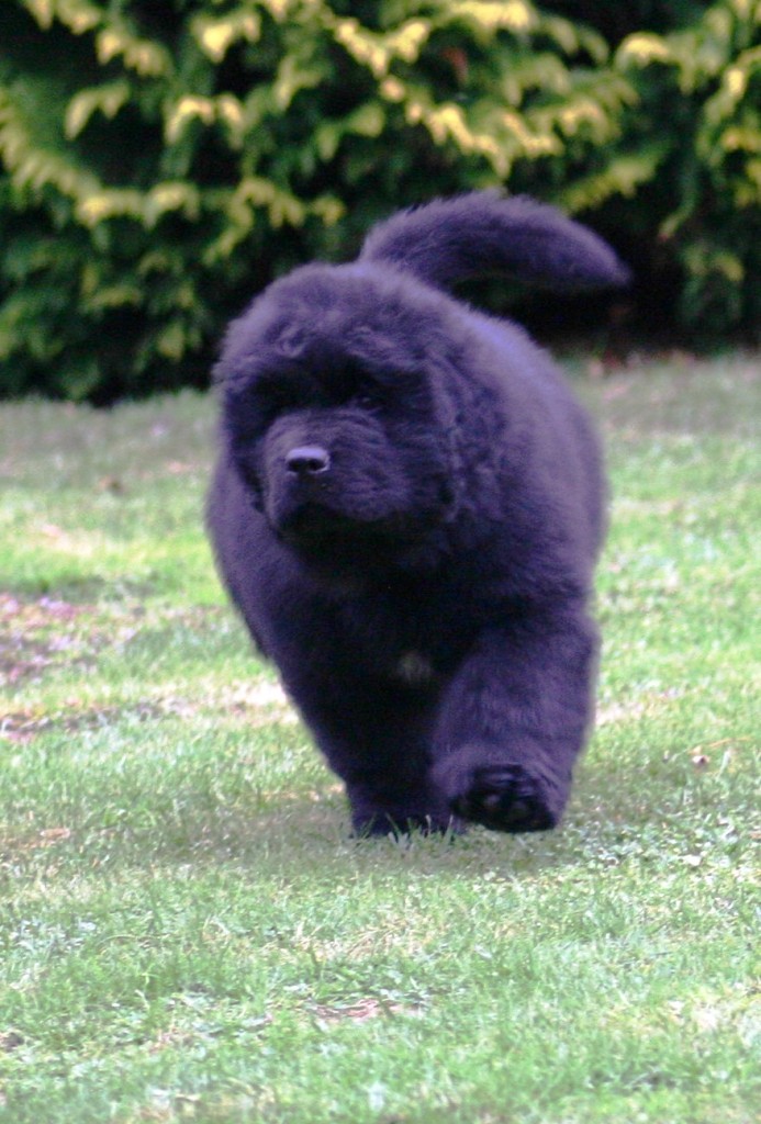 Neufundlnderpuppy pink