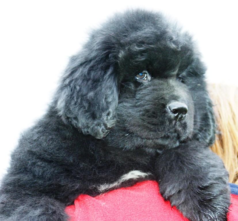 Neufundlnderpuppy pink