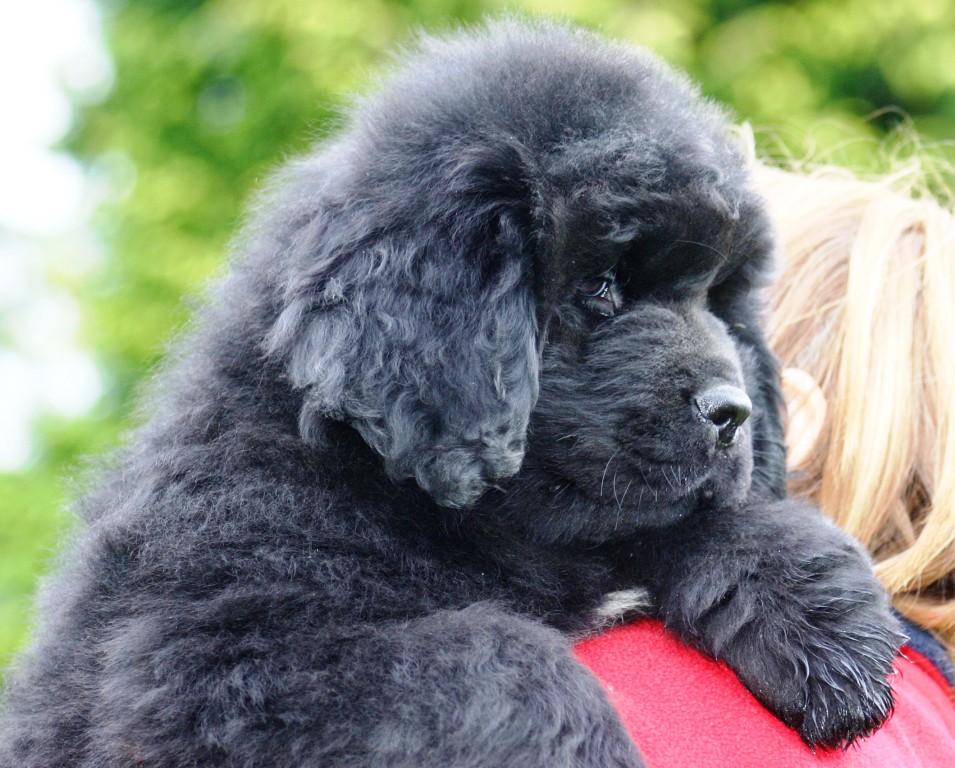 Neufundlnderpuppy schwarz